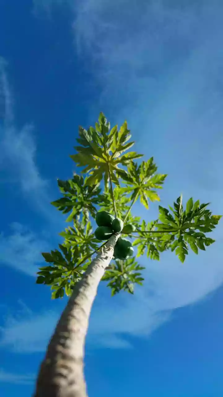 What Doctors Say About Papaya Leaves and Low Platelets in Dengue