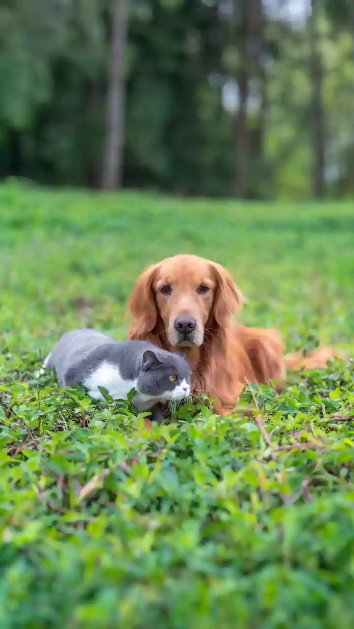 Pawsitively Harmonious: 5 Dog Breeds That Excel Living with Cats