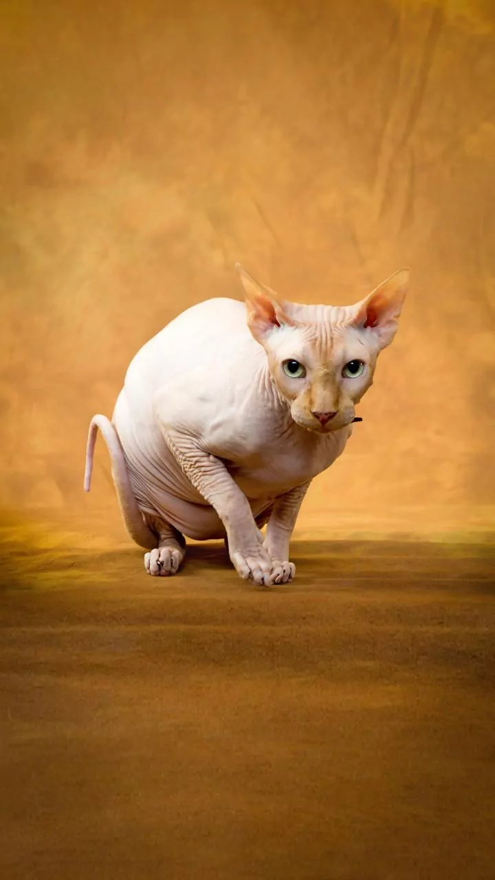 AI's Odd Vision: Why Bald Cats Look Like Elephants to Machines