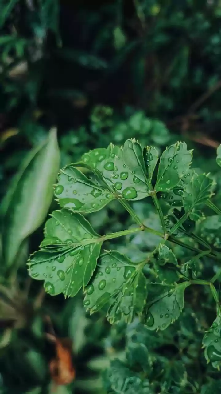 Why balcony tropical plants suffer from root rot during intense monsoon seasons