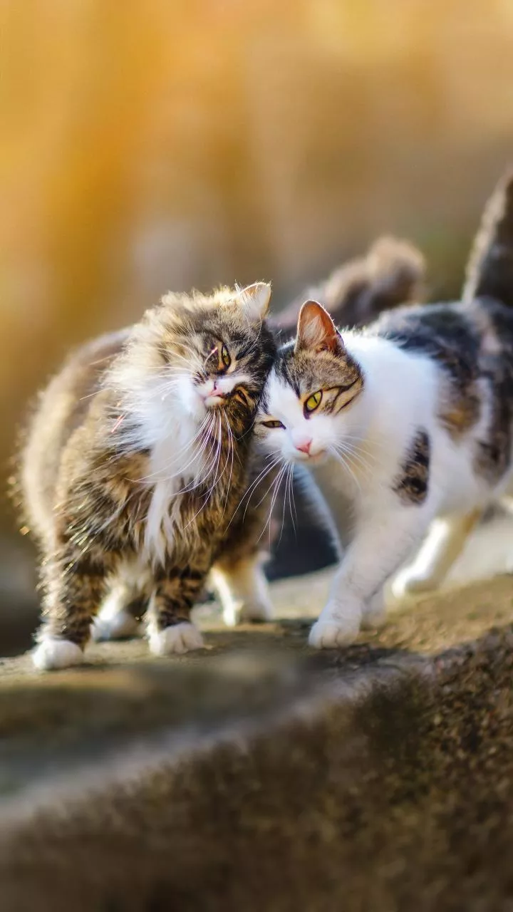 Linguagem felina: como interpretar se o seu gato busca carinho ou precisa de espaço.