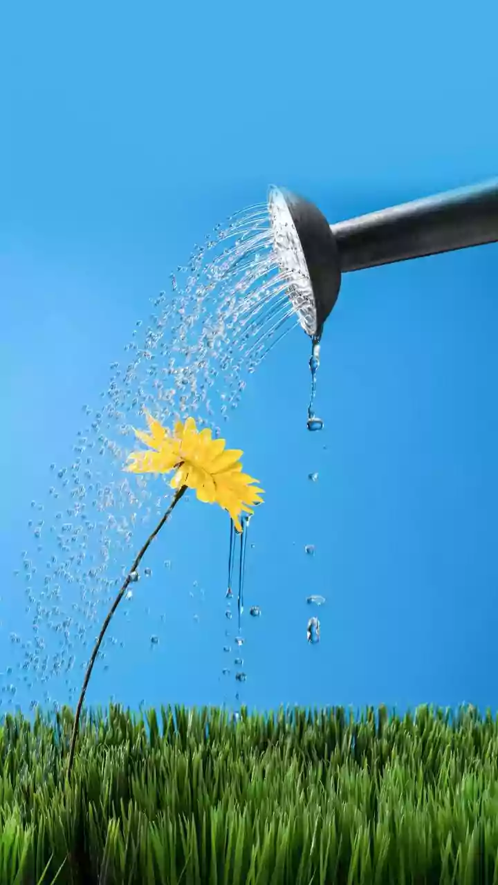 How Often A Potted Lemon Plant Needs Water: What To Know