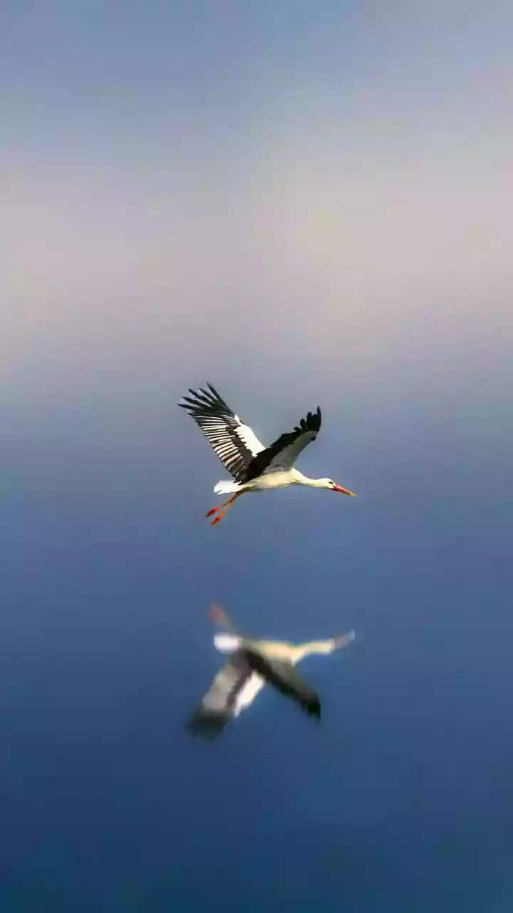 4.21 lakh migratory birds spotted in Odisha's Hirakud reservoir