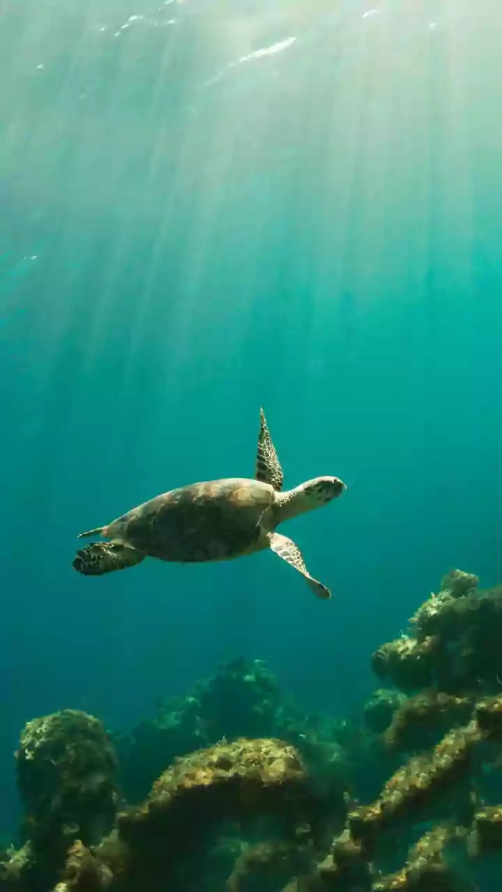 Shete Boka National Park: Curaçao's Wild Coastline with Caverns and Turtle Havens