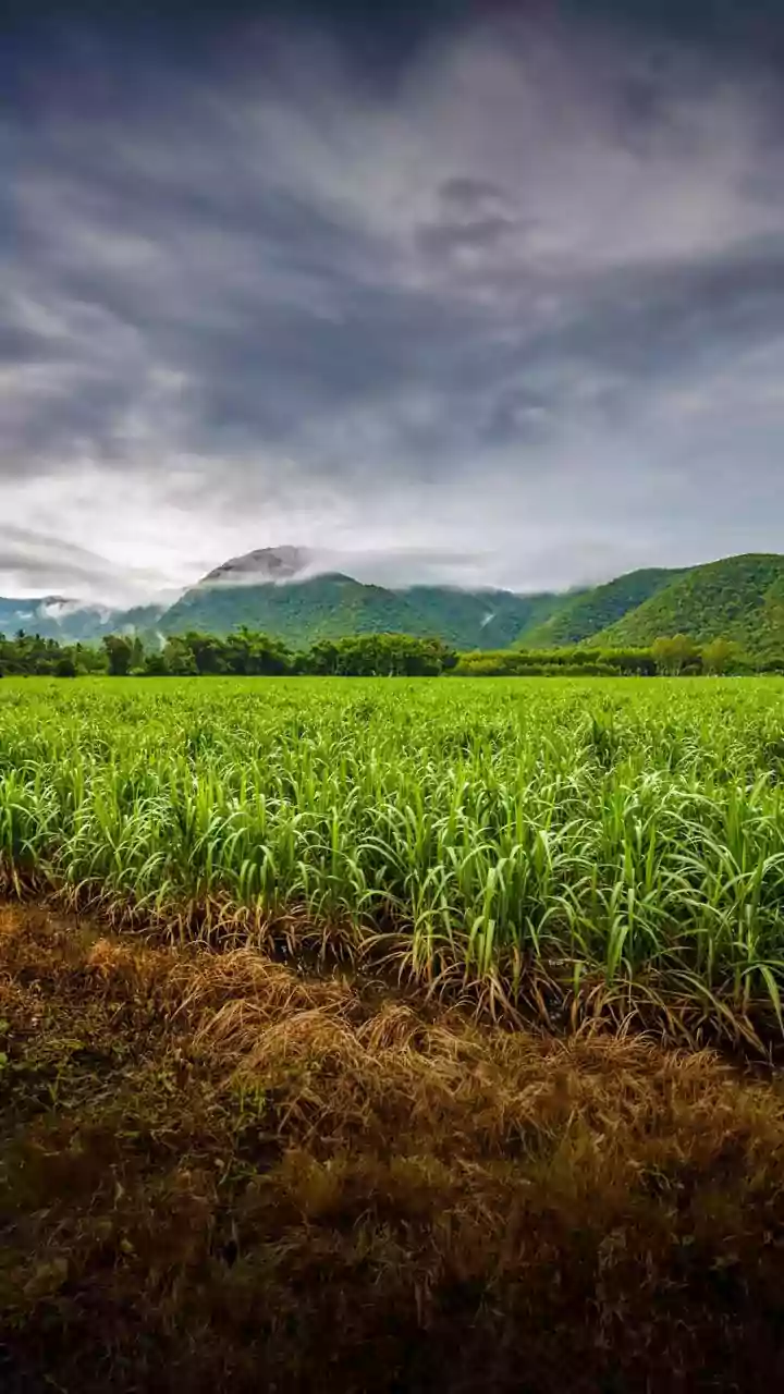 Monsoon Weakening Could Change India's Crop And Price Outlook