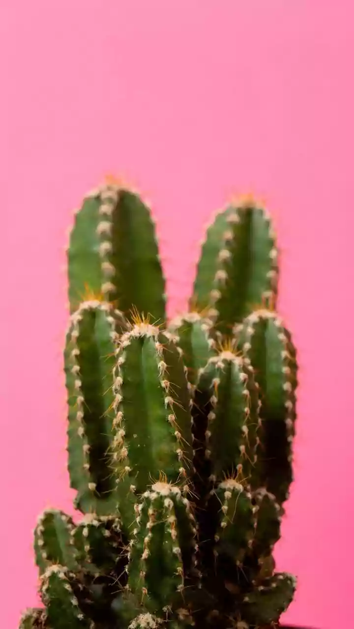 Cactus leaves: The surprising secret to softer skin