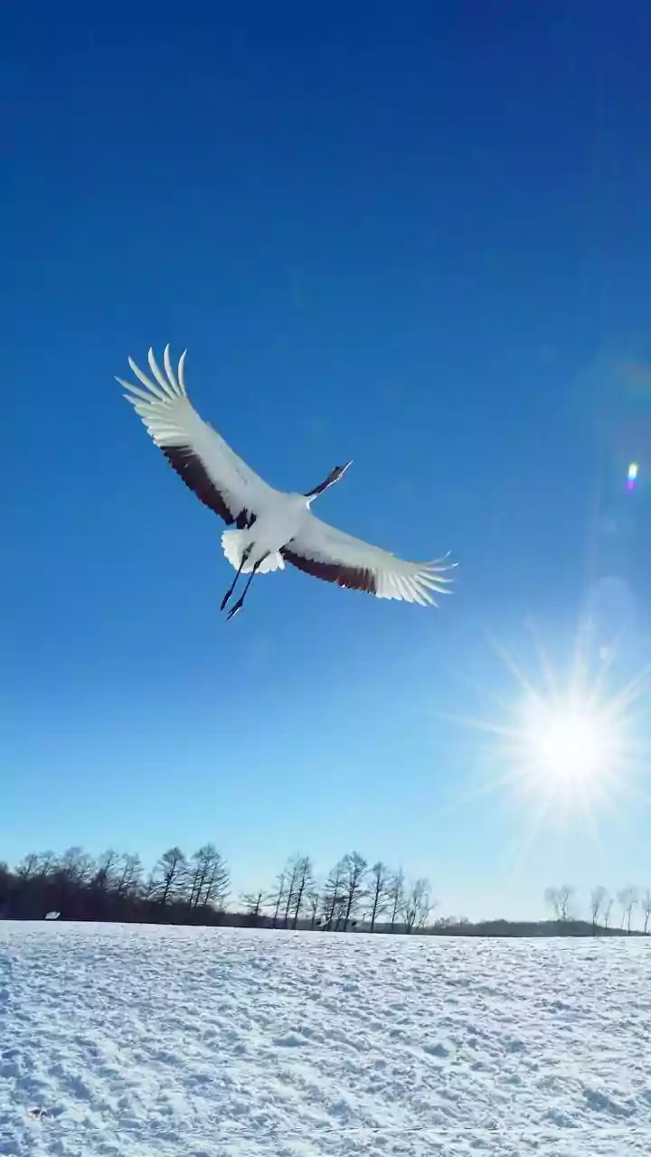 How Birds Calculate Latitudes Using Earth's Magnetic Field Inclination Angles Daily