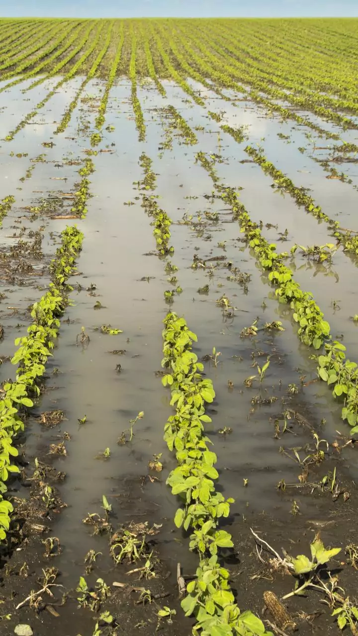Gujarat govt announces Rs 10k cr package for rain-affected farmers