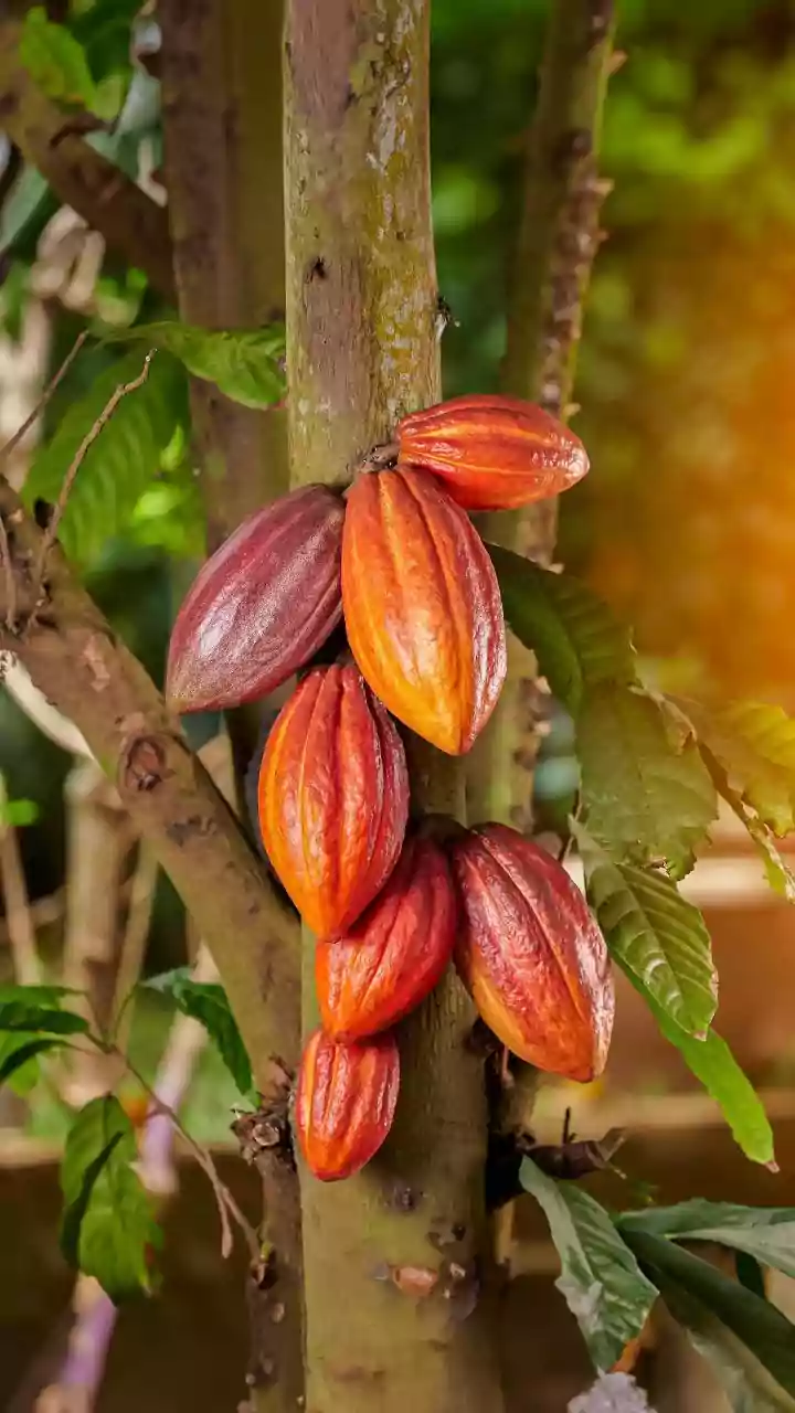 South Indian Cacao Estates Feed The Rise Of Craft Bean-To-Bar Chocolate Gifting