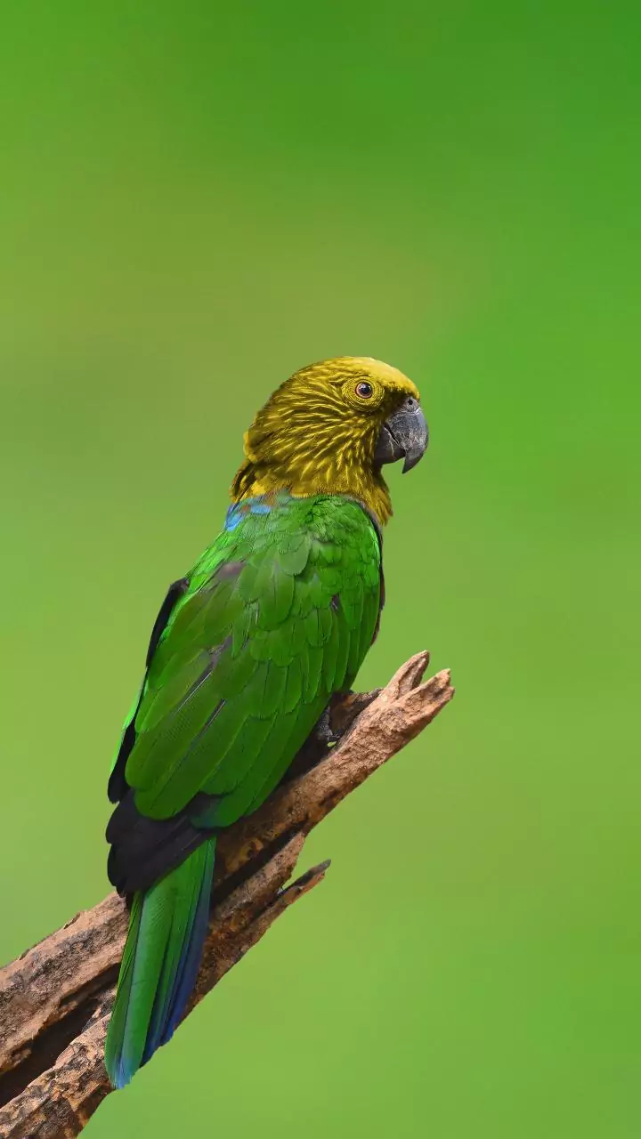 Cientistas identificam no Brasil um réptil de 230 milhões de anos com bico semelhante ao de um papagaio