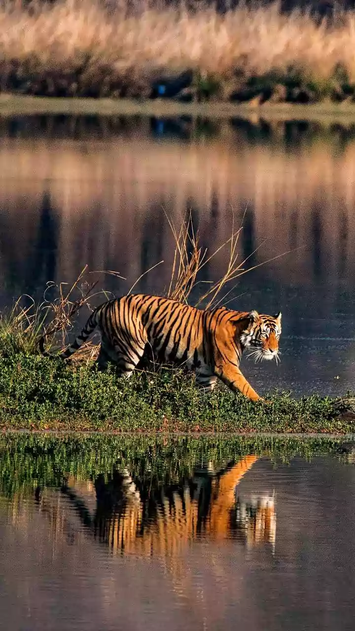 'There Is Outflow Of Illegal Immigrants After SIR': West Bengal Governor CV Anand Bose – Video