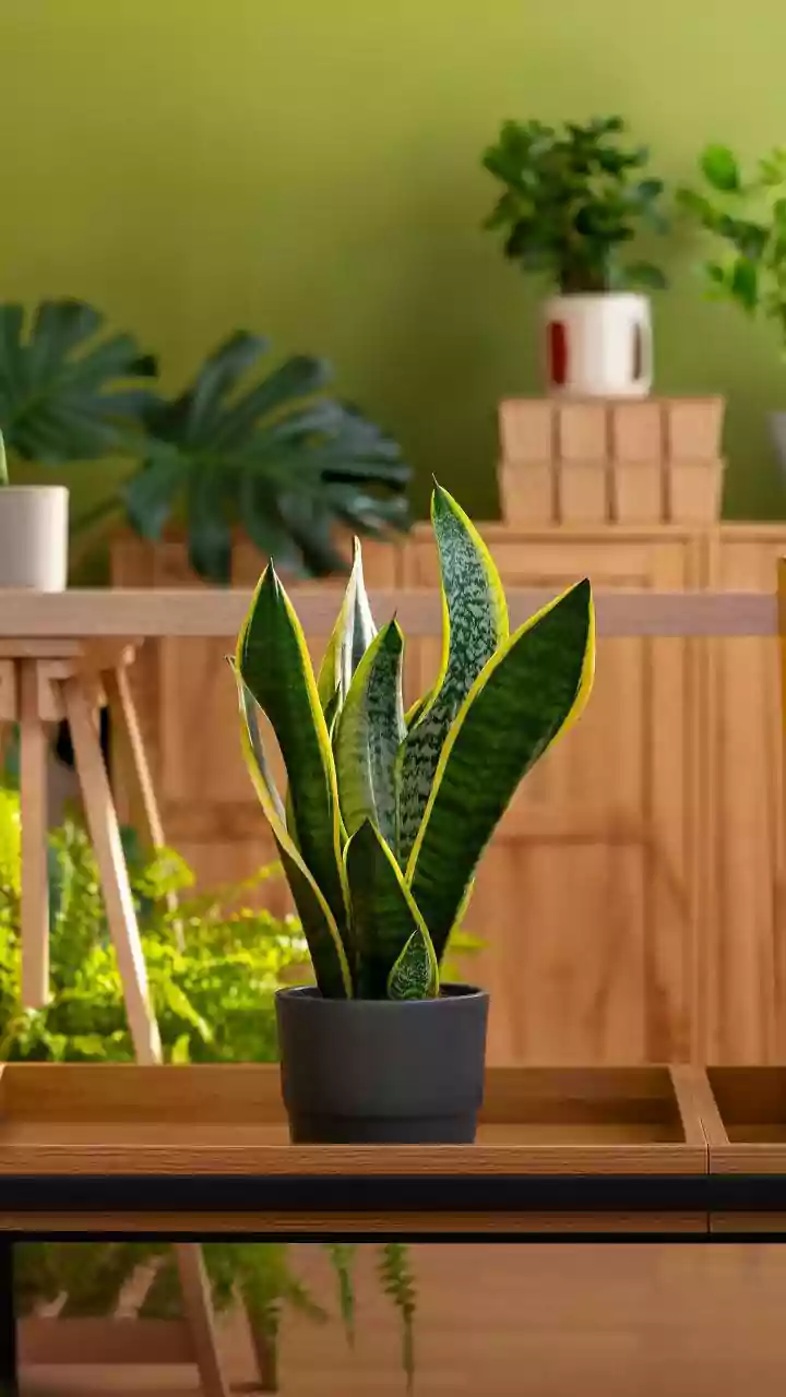 10 Snake Plant Wonders: Growing at Home