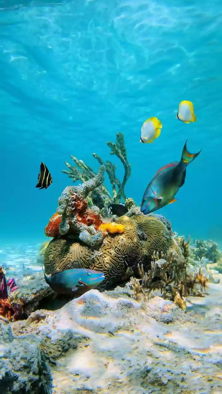 5 Beach Treasures You Should Leave Behind: Protecting Coastal Ecosystems