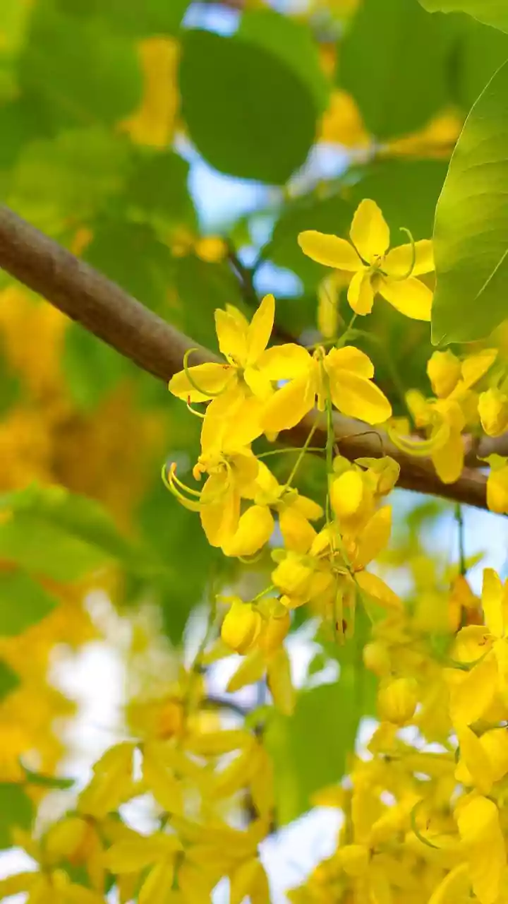 The New Chhattisgarh Pollen Study Adds More Detail to Ancient Monsoon Research