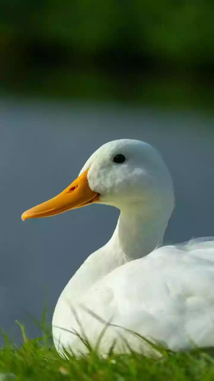 Adeus, foie gras: entenda por que a iguaria foi proibida no Brasil