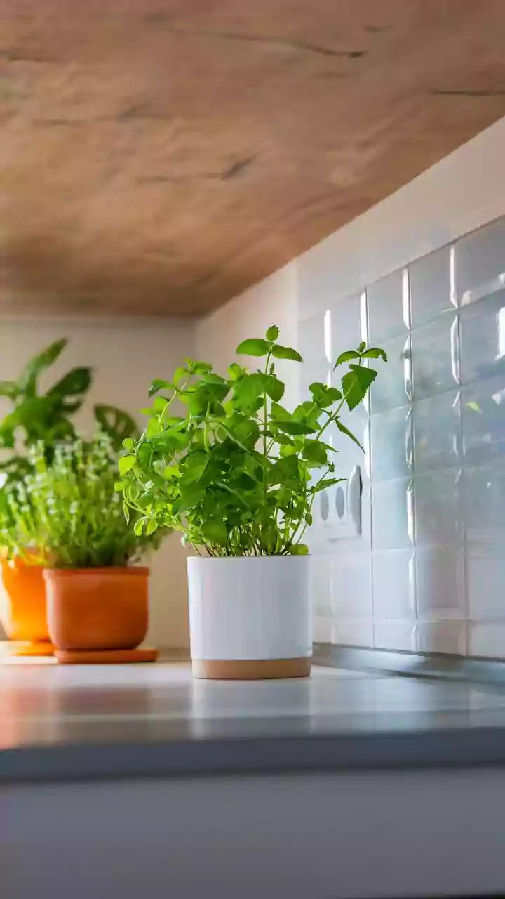 Humidity And Gentle Light Can Help These Kitchen Herbs Flourish Naturally