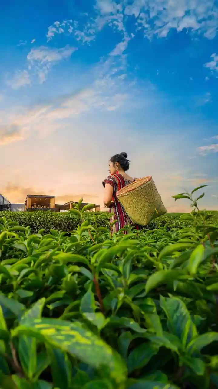 Investment pledges surge, jute and tea sectors under strain in West Bengal