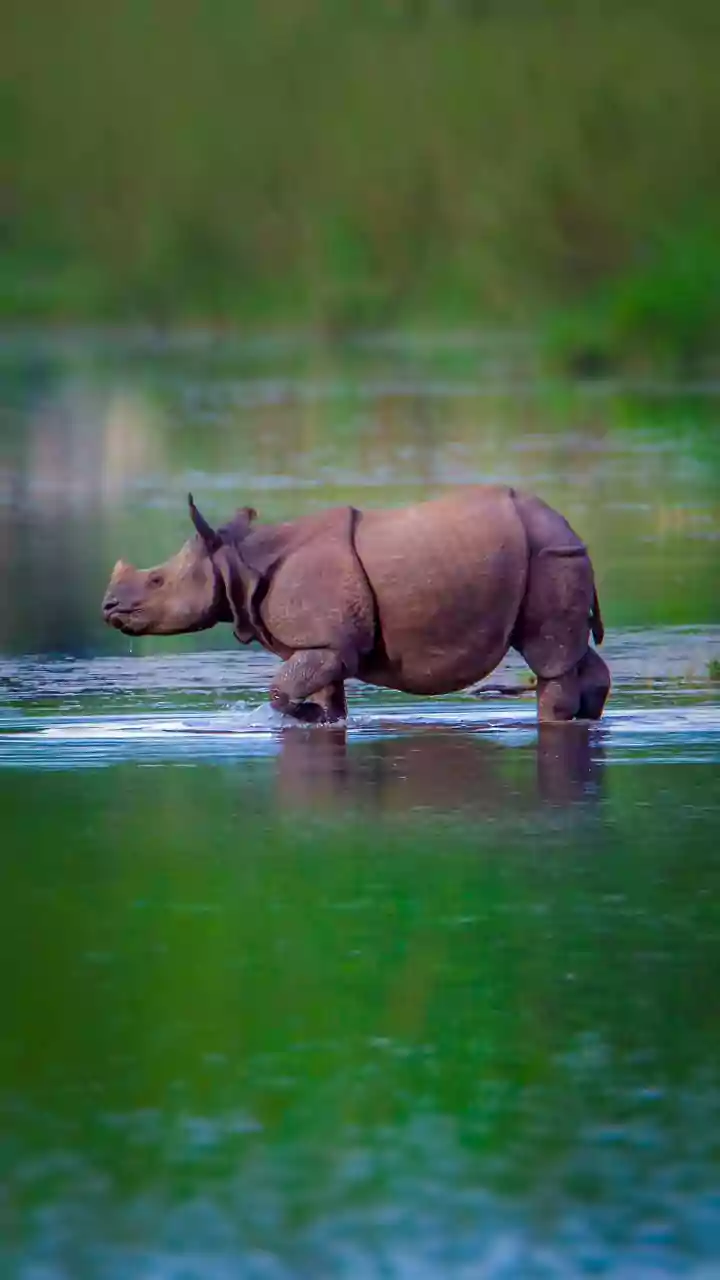 Two rhinos translocated from rescue centre to Kaziranga National Park
