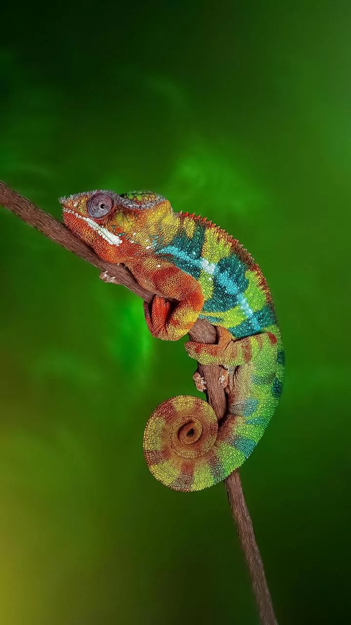 Unlocking Nature's Secrets: Incredible Animal Superpowers Humans Can Only Dream Of