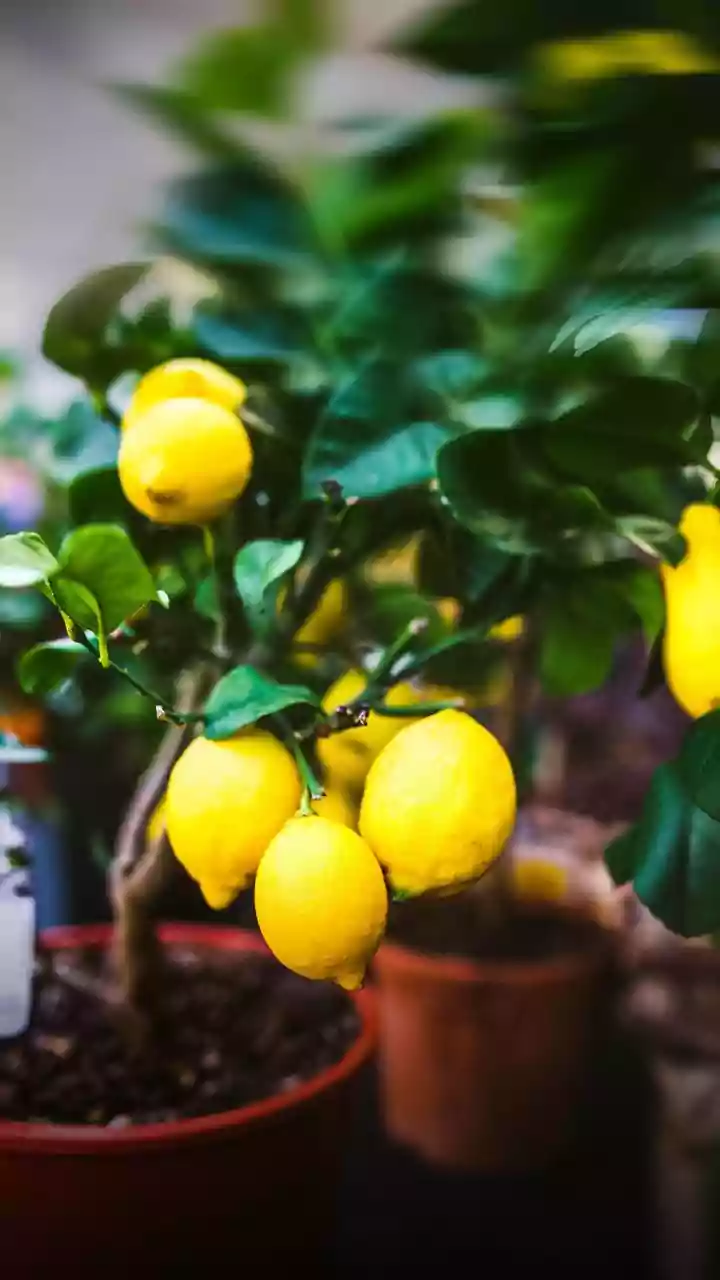How to grow lemon tree at home: Step-by-step guide for beginners
