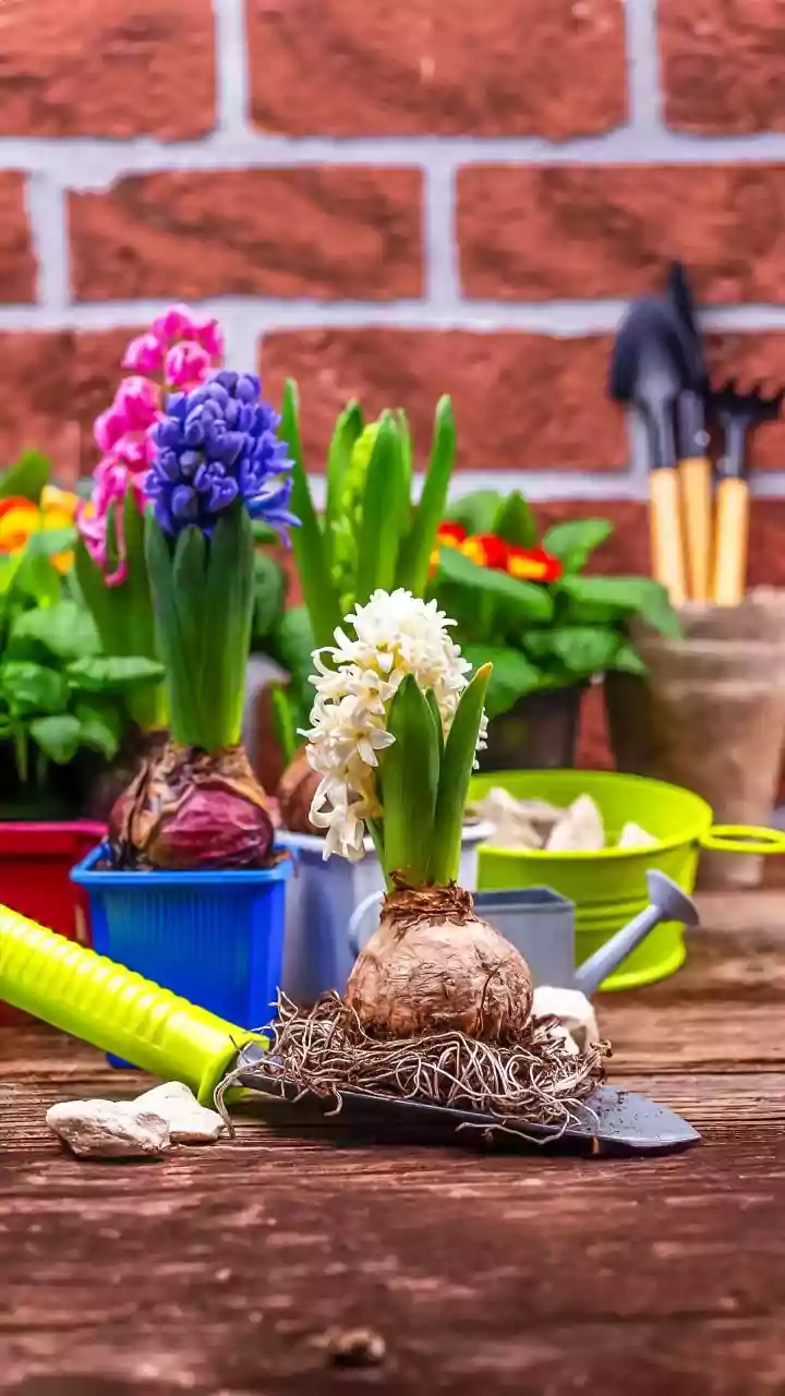 From Monsoon To Winter: Planning An October Balcony Garden