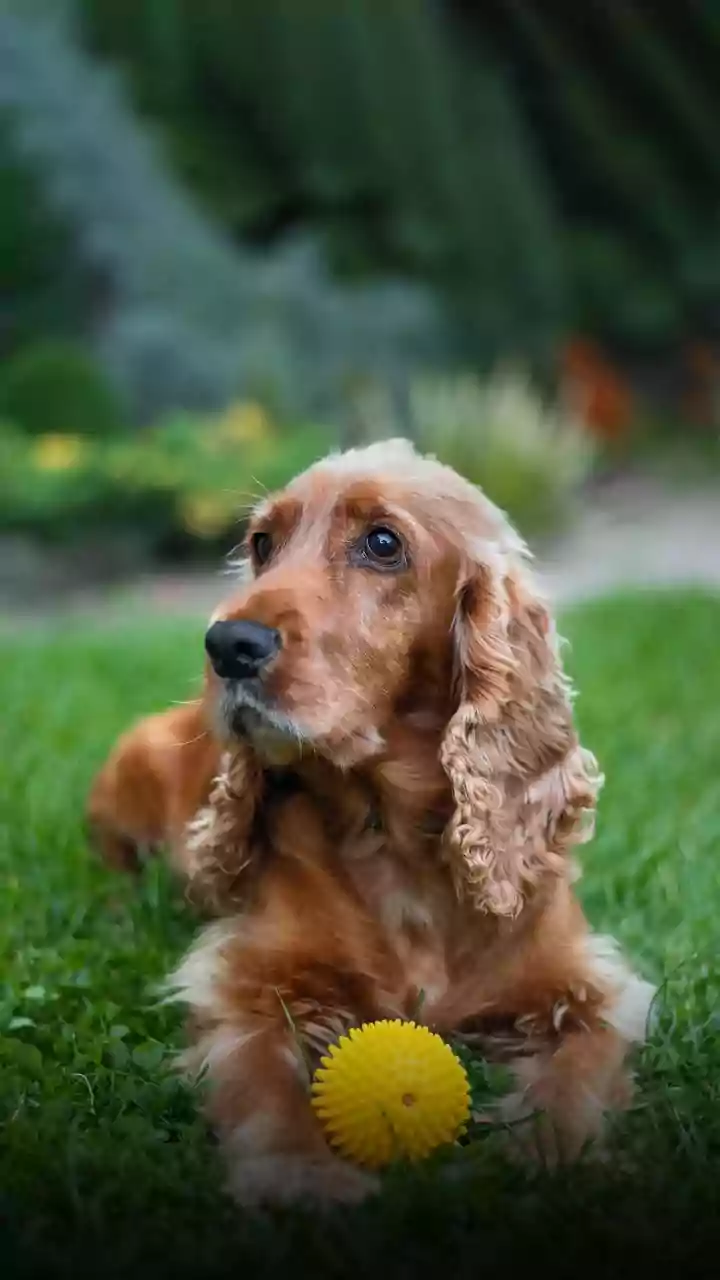 Kolkata's Royal Resident: Thumki the Dog Captures Hearts at Taj Bengal