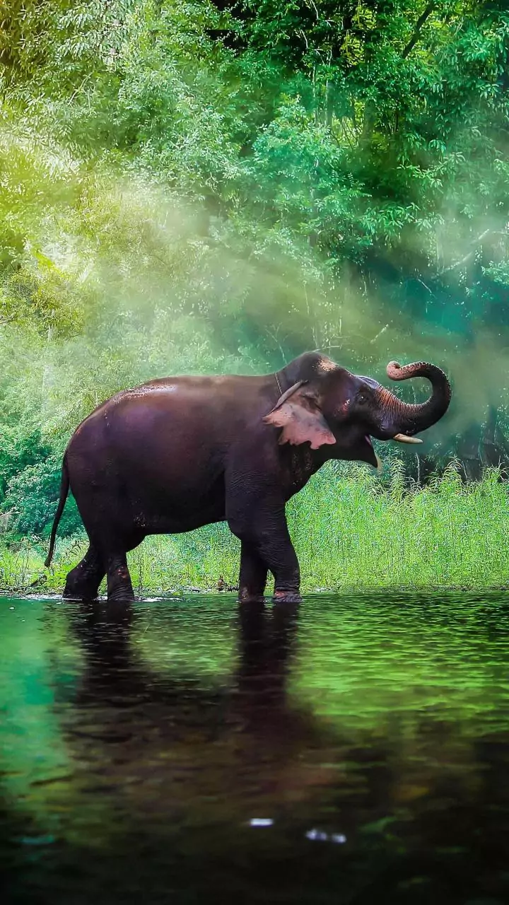 Human-wildlife conflict: Priyanka Gandhi hands over state-of-the art vehicle to RRT in Wayanad