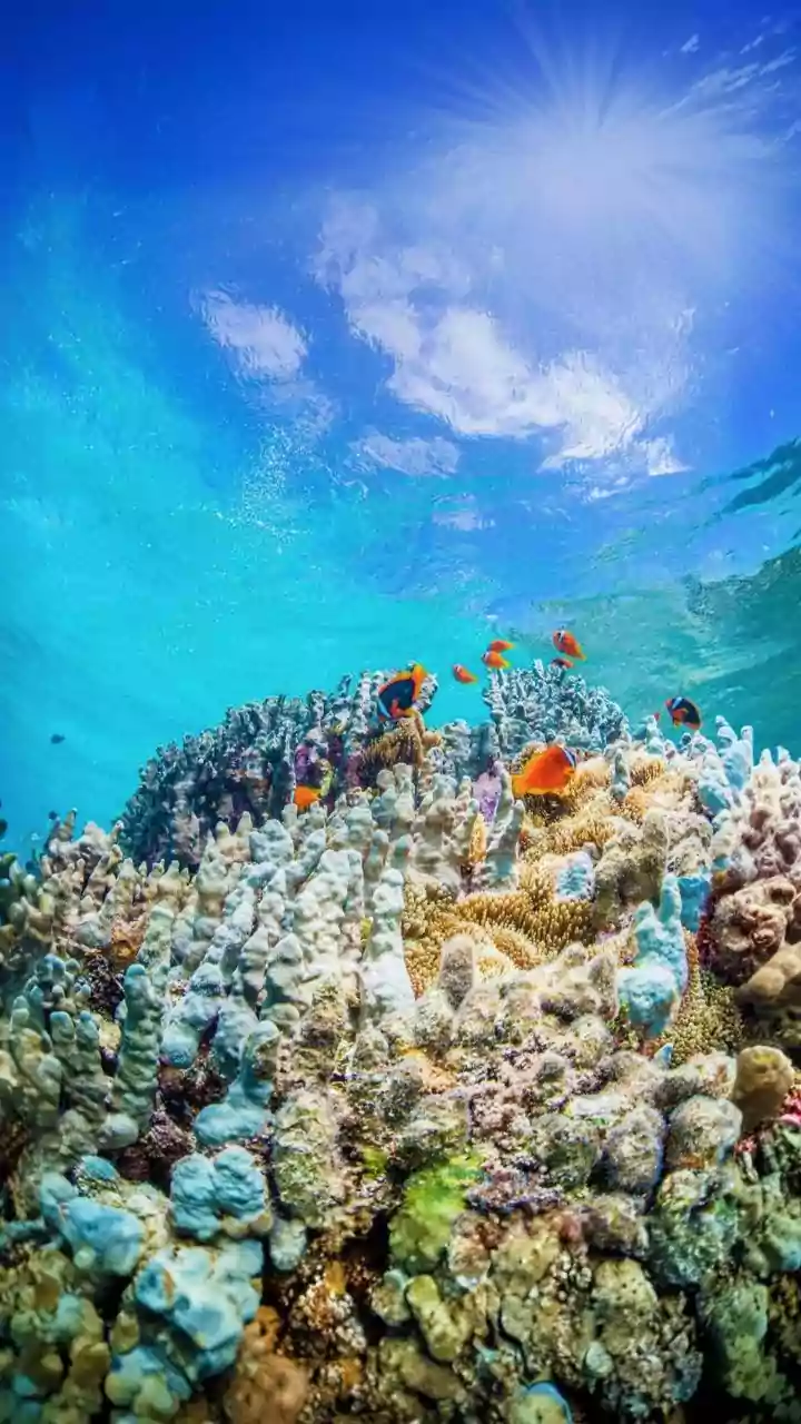 Dive Into Adventure: India's Top Summer Scuba Spots Revealed!