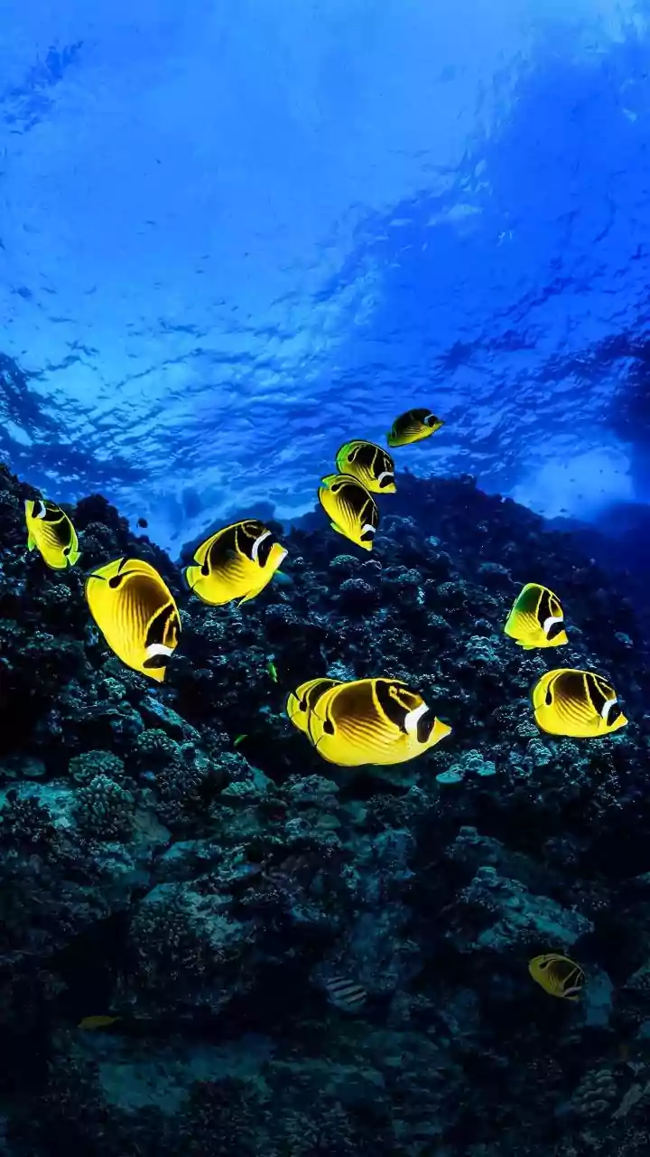 How Visitors To Lakshadweep Help Maintain Coral Reef Ecosystems By Following Local Travel Guidelines