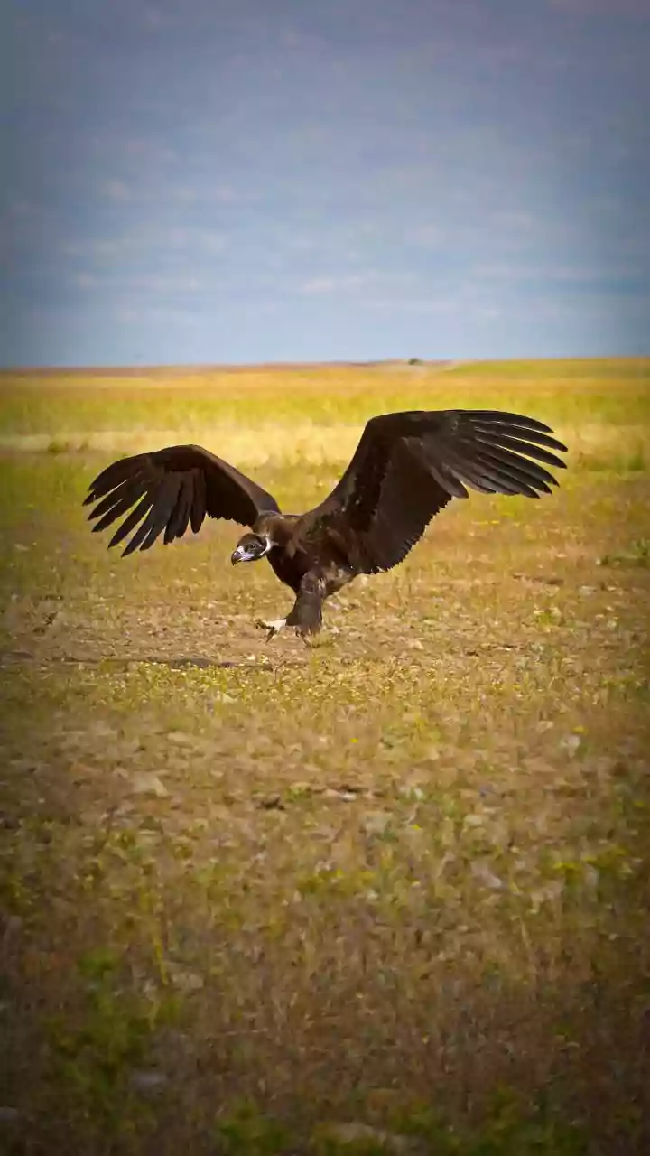 Vulture released in Pench reserve flies 750 km in 17 days to reach Nashik