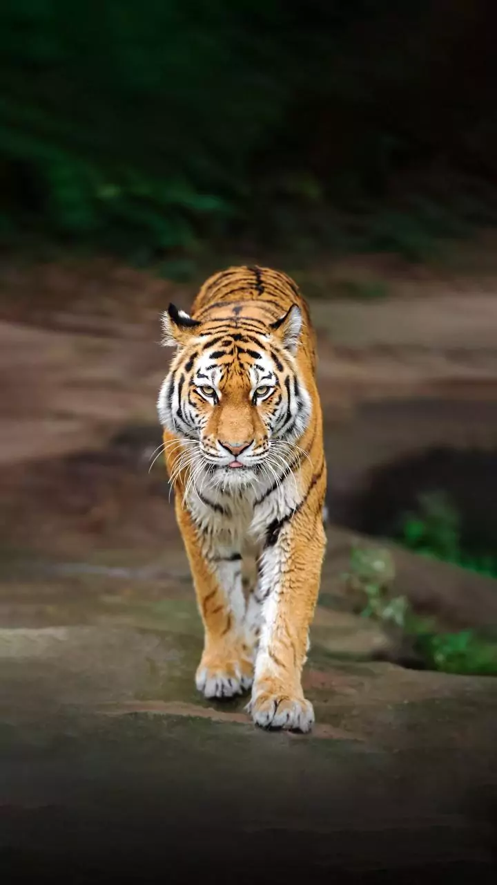 New Year rush: Delhi zoo welcomes over 25,000 visitors, up 86 pc from regular weekday