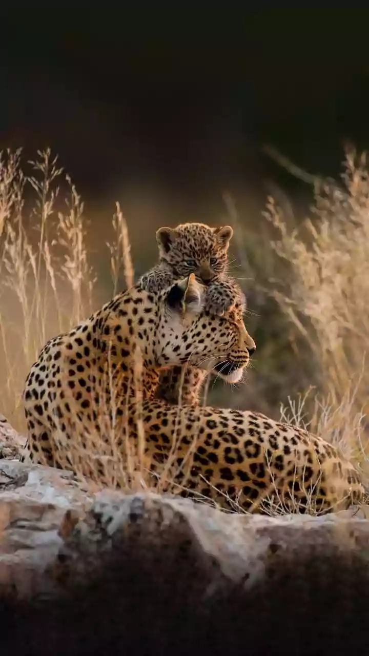 India's First High-Altitude Wildlife Safari Gets Administrative Approval