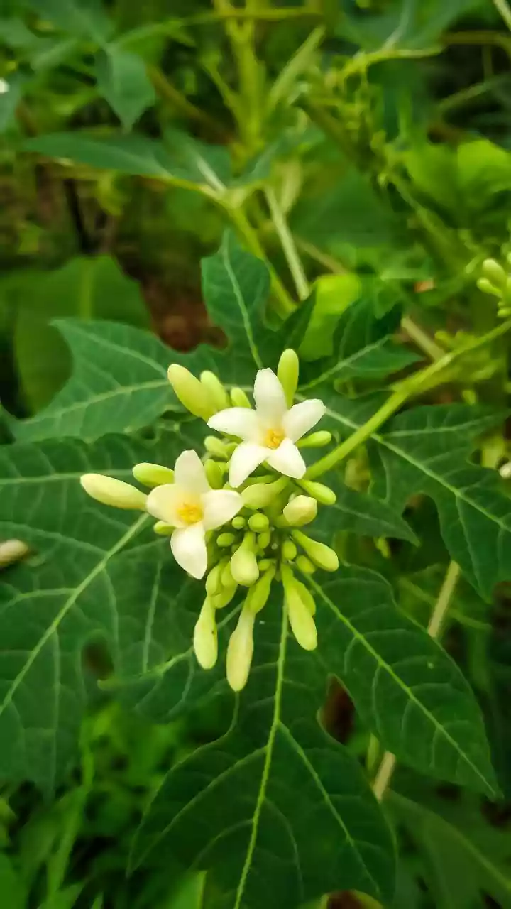 TTD to develop divine herbal garden in Tirumala to conserve medicinal plants