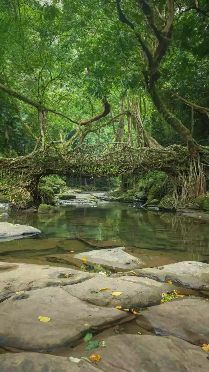 Scindia marvels at Meghalaya's living root bridges, calls them symbol of nature's harmony