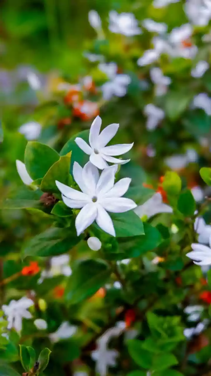 African Jasmine Is Valued for Its Delicate Flowers and Aroma