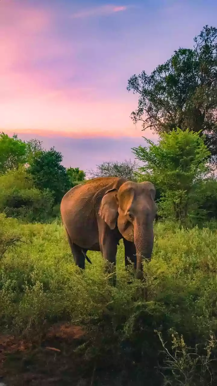 'Elefante na sala': o que significa essa expressão para a psicologia?