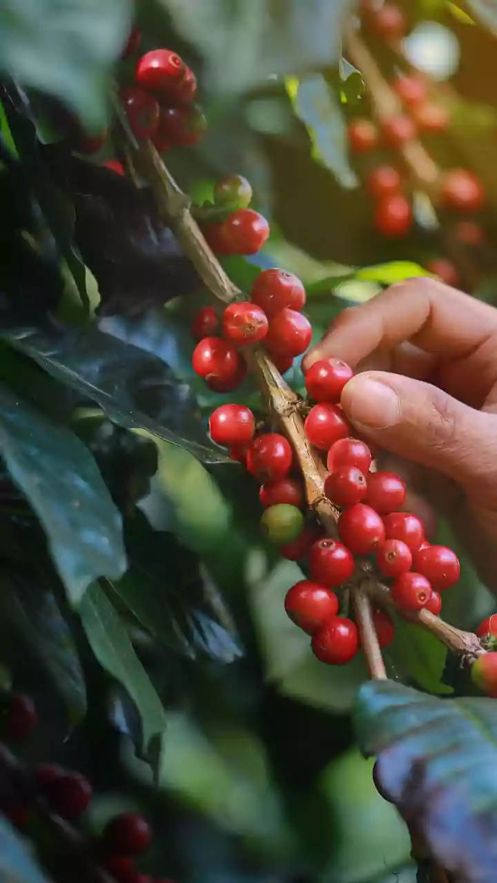 India's Coffee Exports Soar: A ₹17,000 Crore Success Story