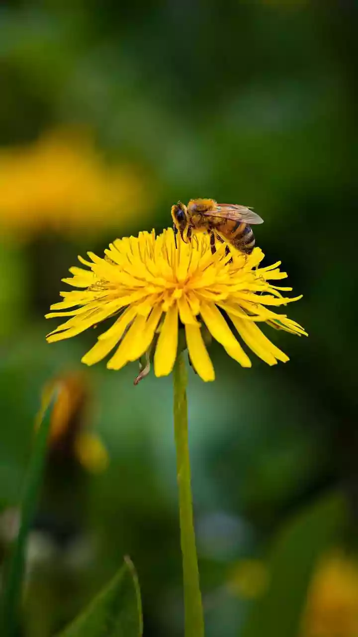Long-Term Climate Clues Explains What the New Chhattisgarh Pollen Study Means for Science Readers