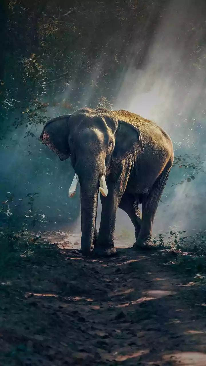 Understanding Human-Elephant Conflicts in Andhra Pradesh