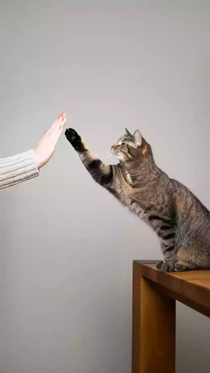 Por que alguns gatos escolhem uma única pessoa da casa como favorita?