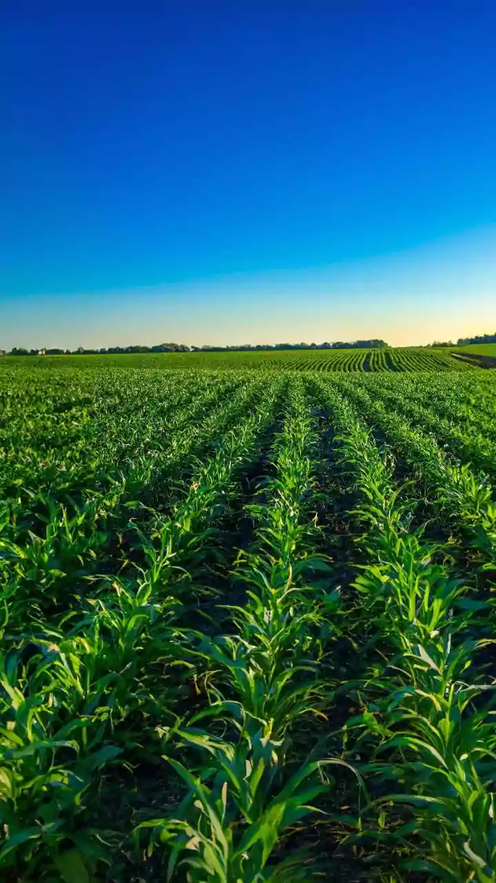IA revela áreas agrícolas abandonadas no Cerrado brasileiro