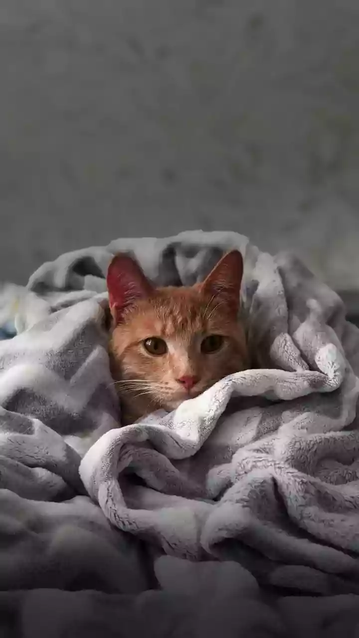 Seu gato sente frio? Os sinais que muita gente ignora e como deixá-lo protegido nos dias gelados
