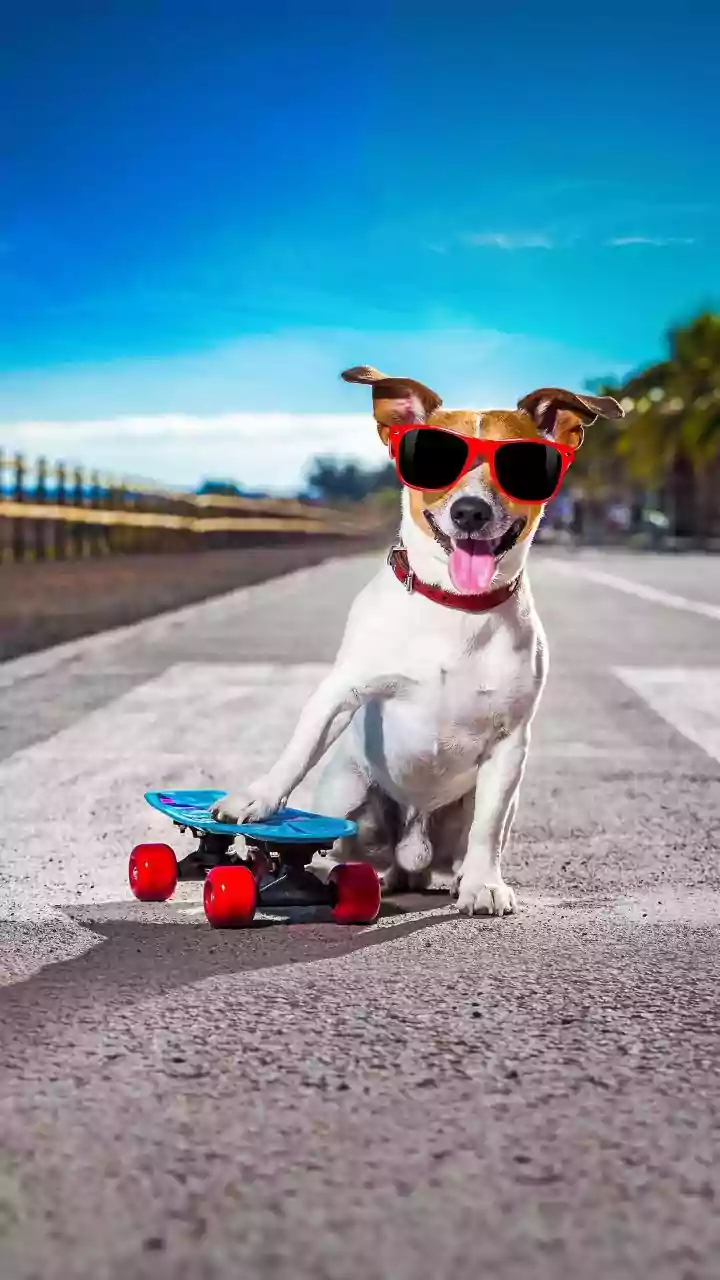 Pet-Friendly Routes Are Making Cities More Shareable