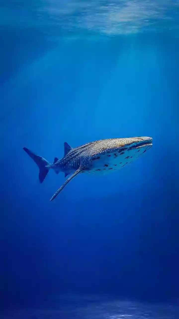 Whale Shark Surprise: A Serene Underwater Photoshoot Turns Extraordinary