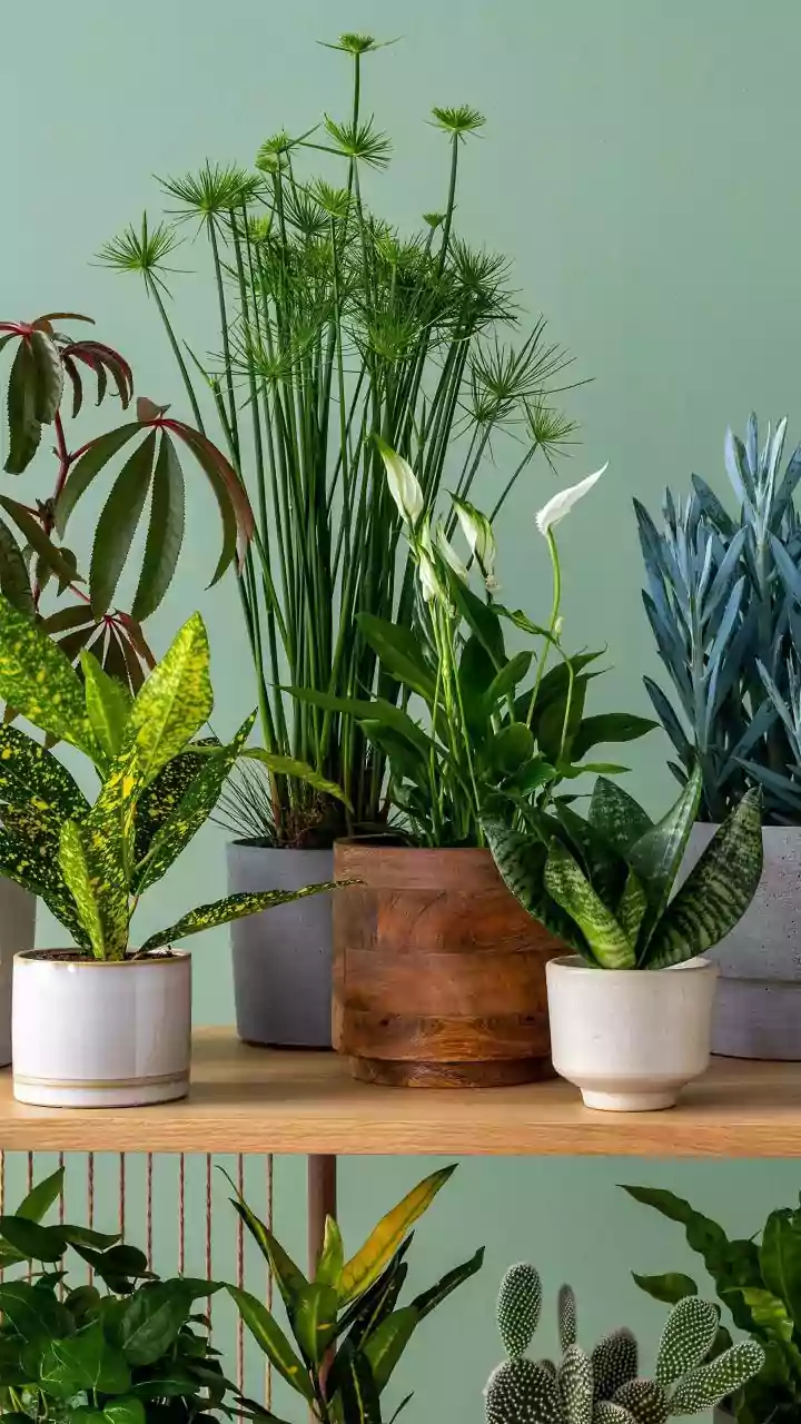 Simple Indoor Plants That Thrive In Humid Homes Without Constant Care