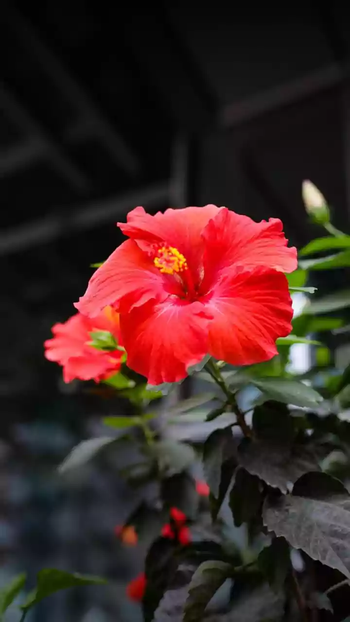Feed Your Balcony Hibiscus This DIY Banana Peel Fertilizer Now