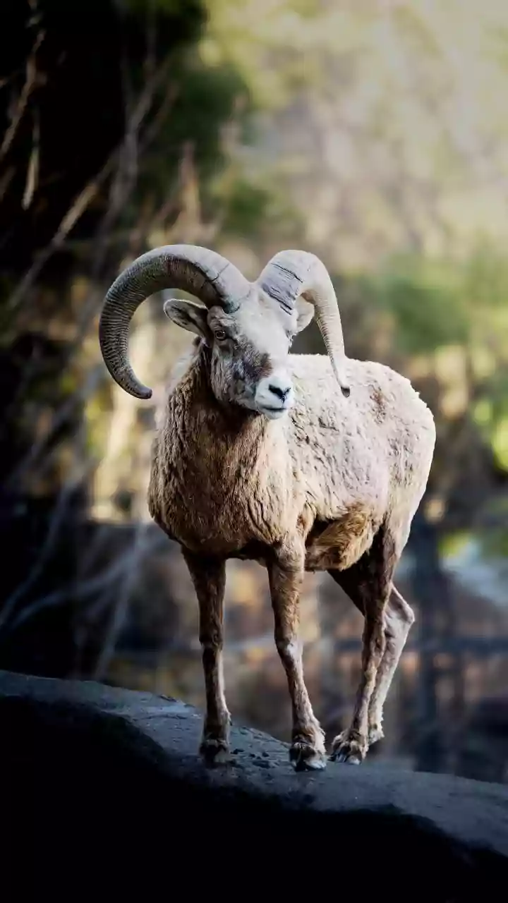 Colorless World: Animals with Limited Color Vision