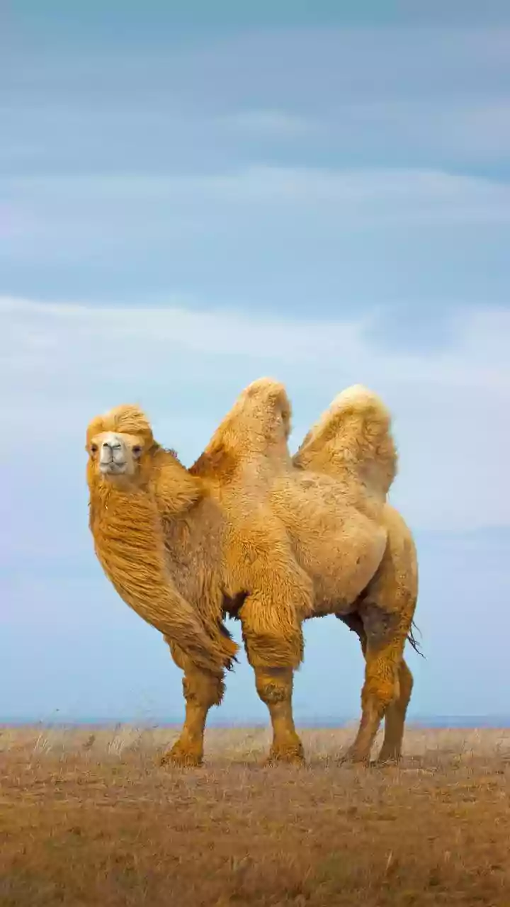 Republic Day 2026: Animal contingent to debut on Kartavya Path