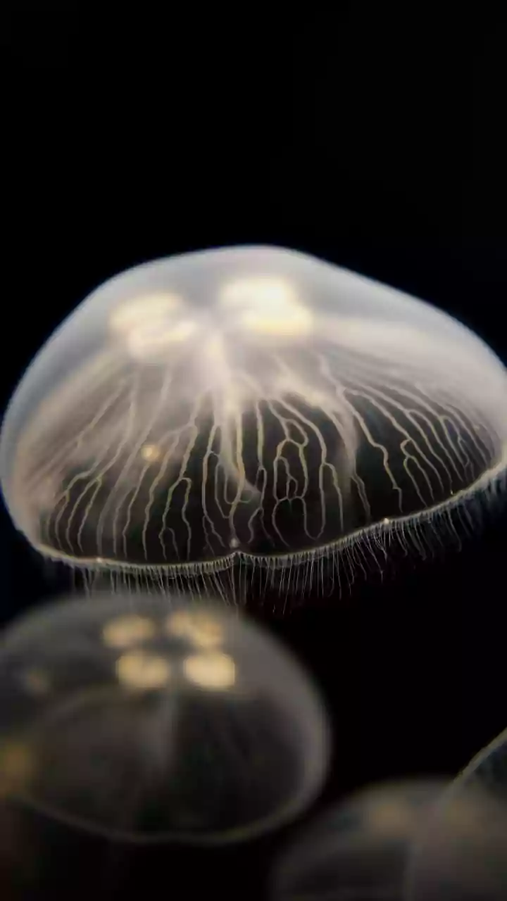 Cientistas decifram como animal consegue ficar até 5 anos sem comer