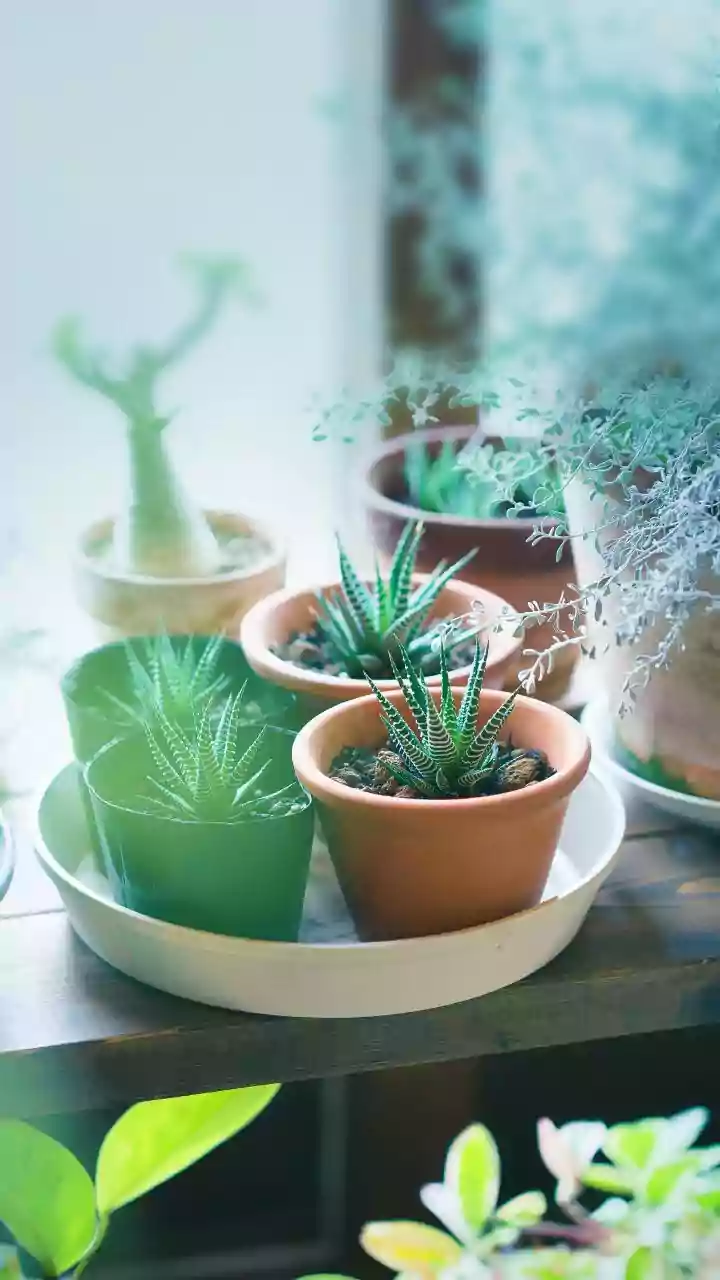 Keep the Original Planting Depth When Moving Most Houseplants